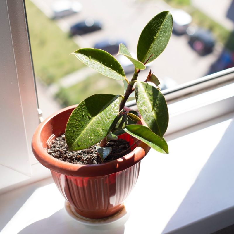 Plant Leaning Heavily Toward The Window