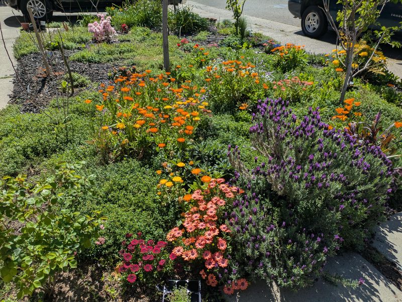 Hydrozone Planning Groups Plants By Water Needs