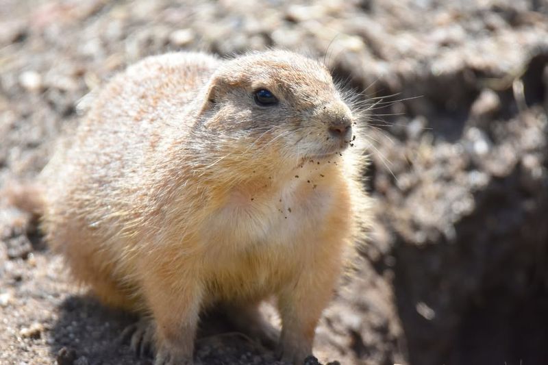 Identify The Species And Assess The Situation