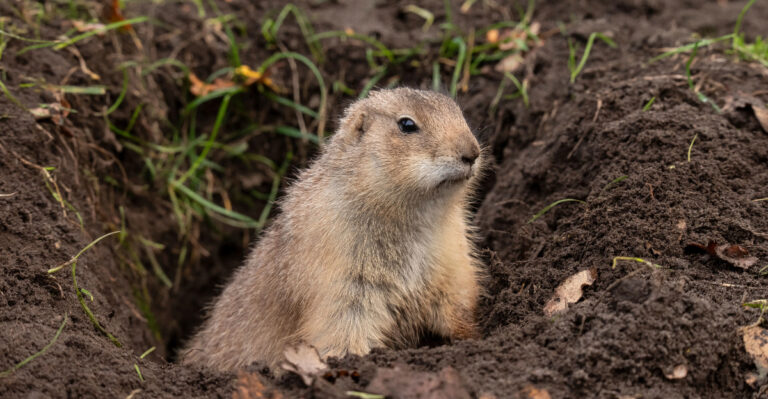 prairie dog