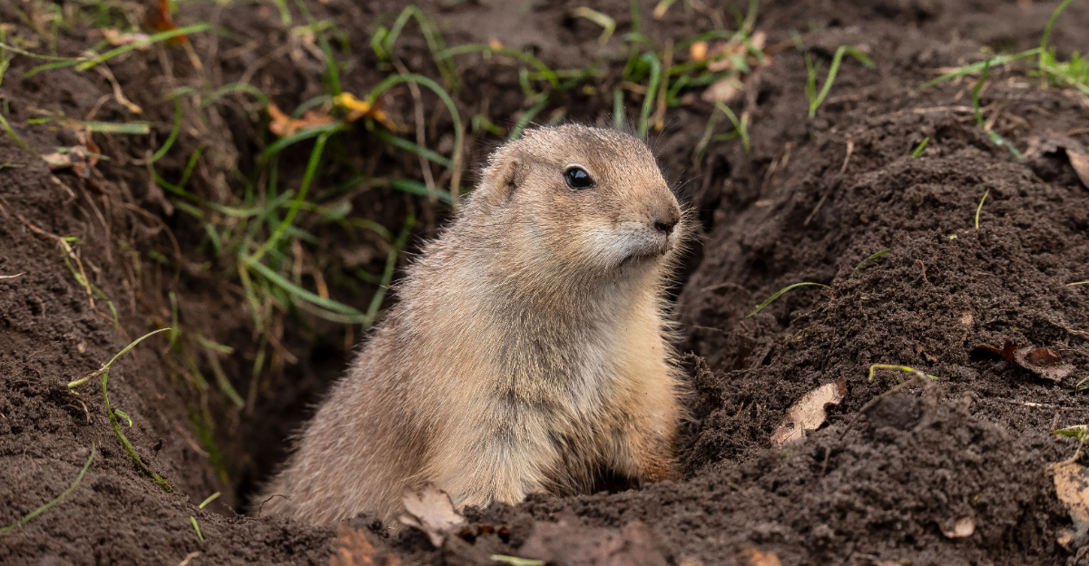 Smart Steps To Take When Prairie Dogs Show Up Near Your New Mexico Yard
