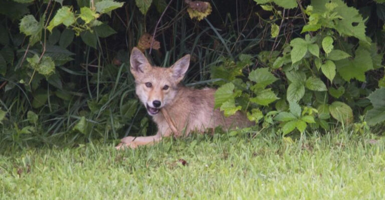 coyote in the bushes