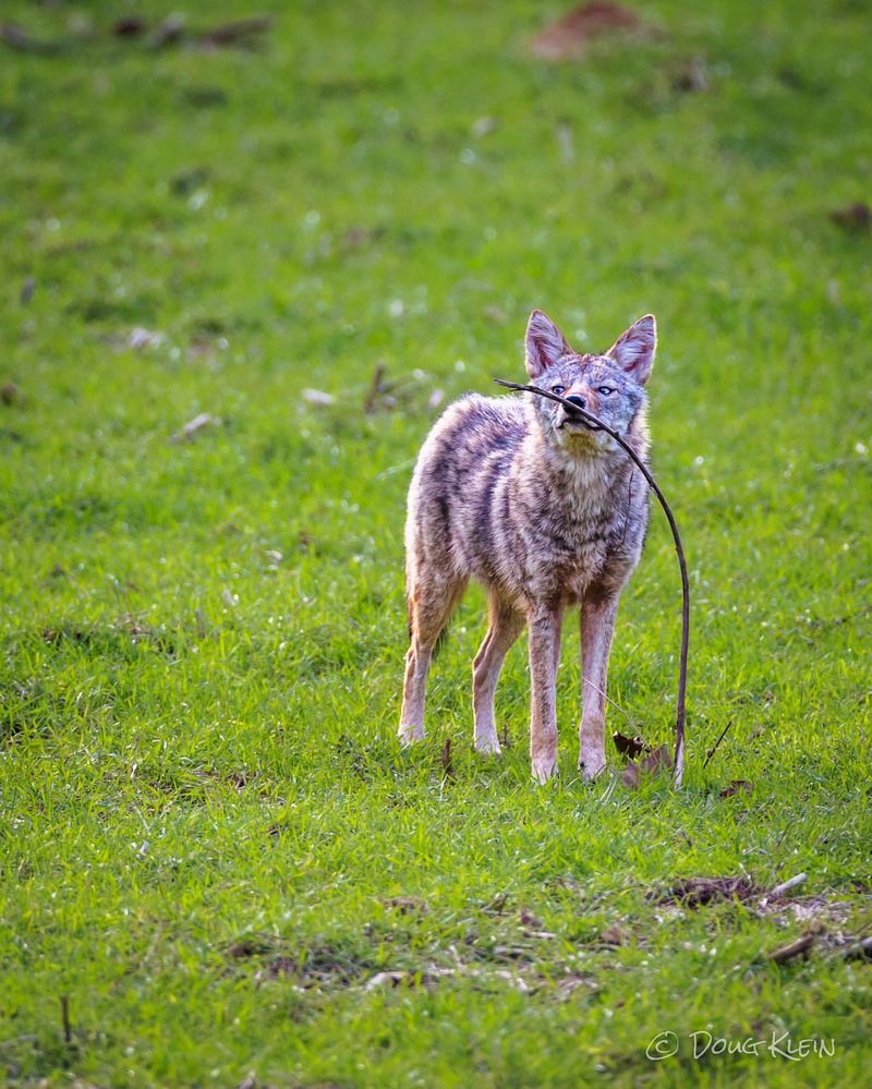 Stay Calm And Keep Your Distance