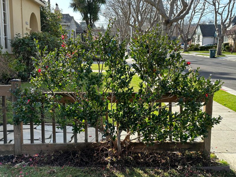 Easy Cleanup Steps That Speed Up Plant Recovery