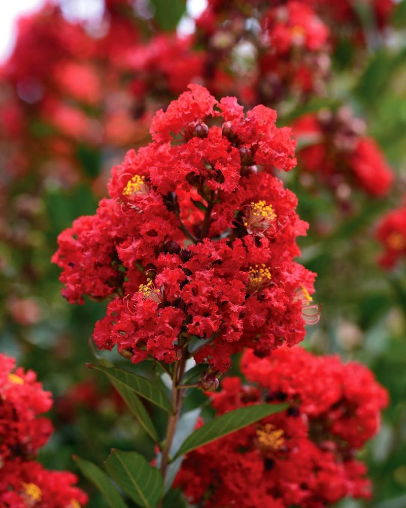 Crape Myrtle (Lagerstroemia)