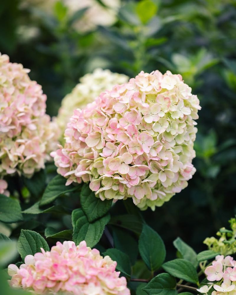 Panicle Hydrangea (Hydrangea paniculata)