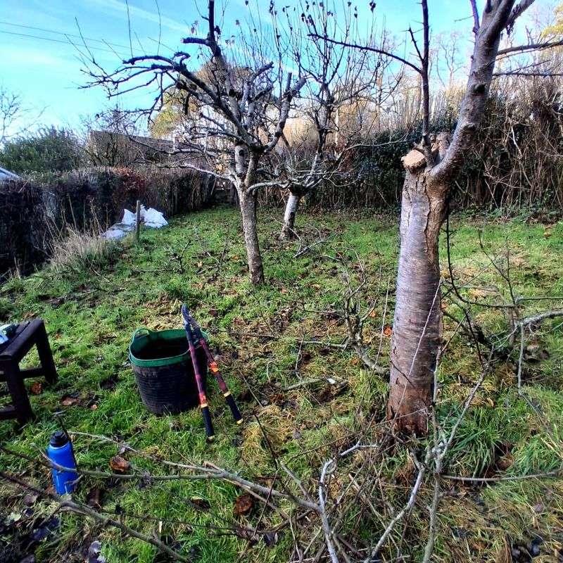 Apple And Pear Trees