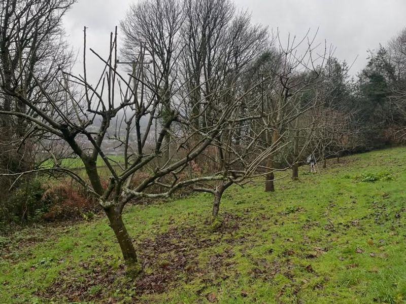 Fruit Trees Like Apples And Pears