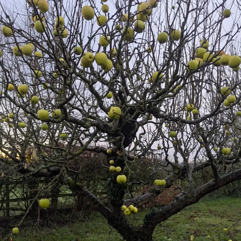 Apple And Pear Trees
