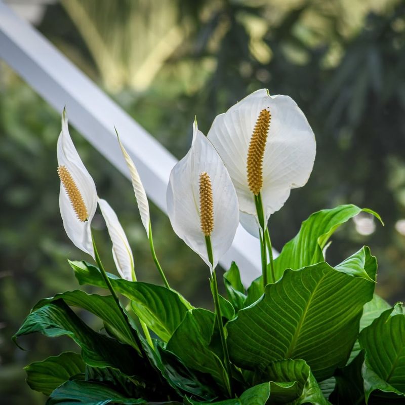 Peace Lily