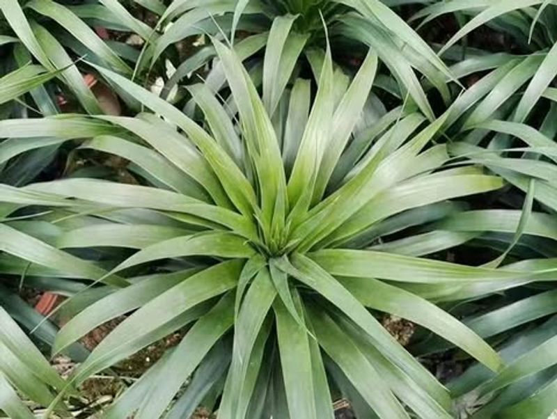 Dracaena Marginata