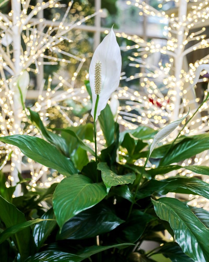 Peace Lily