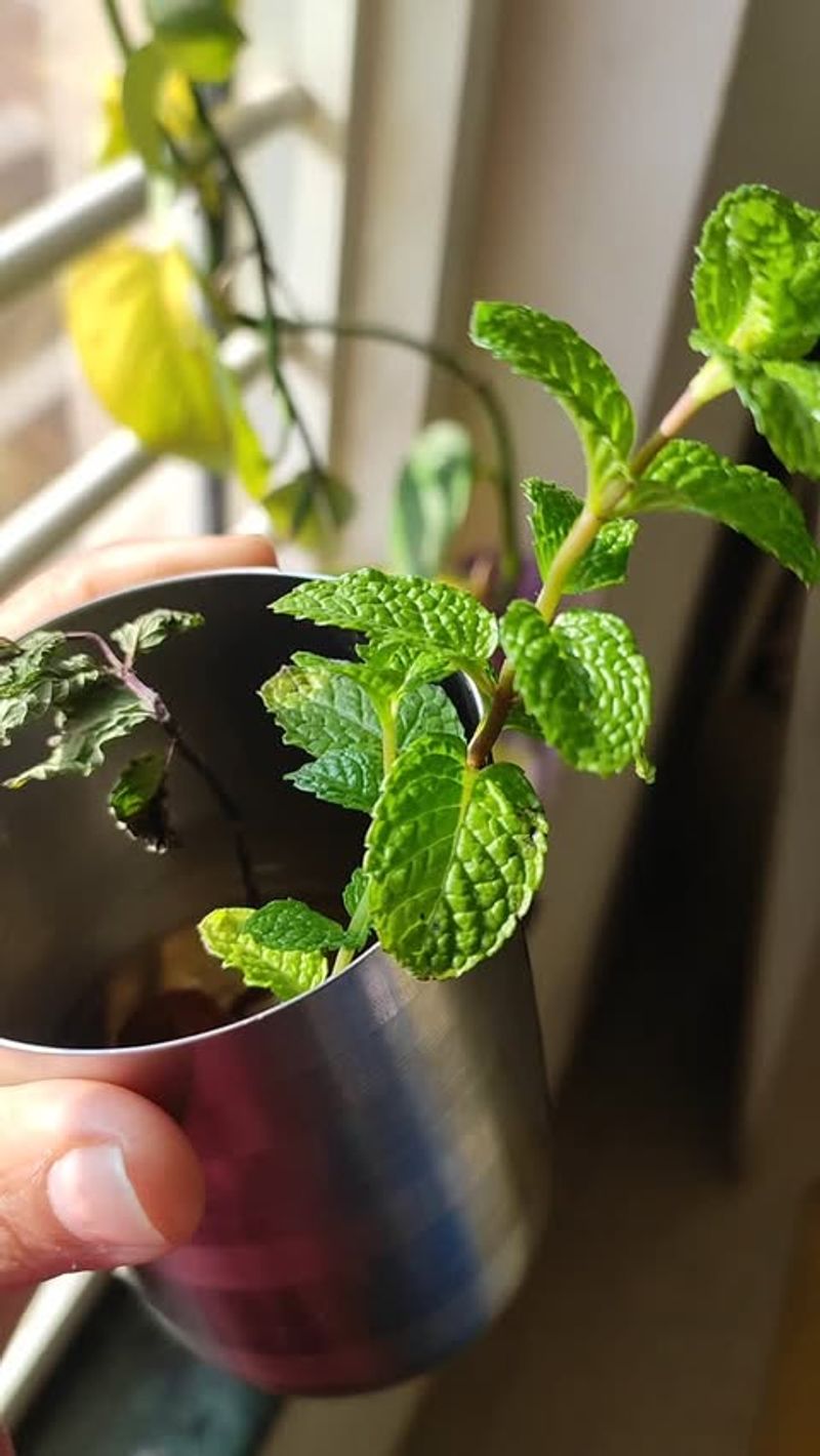 Mint Cuttings for Kitchen Gardens