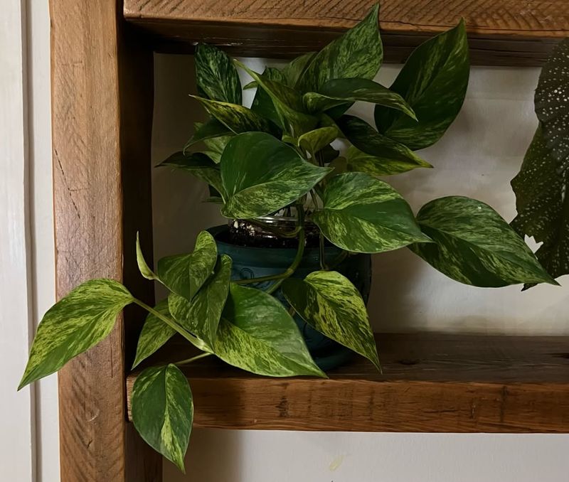 Pothos (Epipremnum Aureum)
