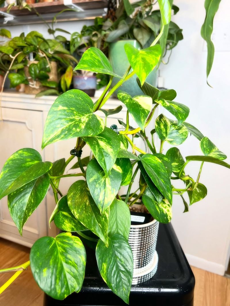 Pothos (Epipremnum Aureum)