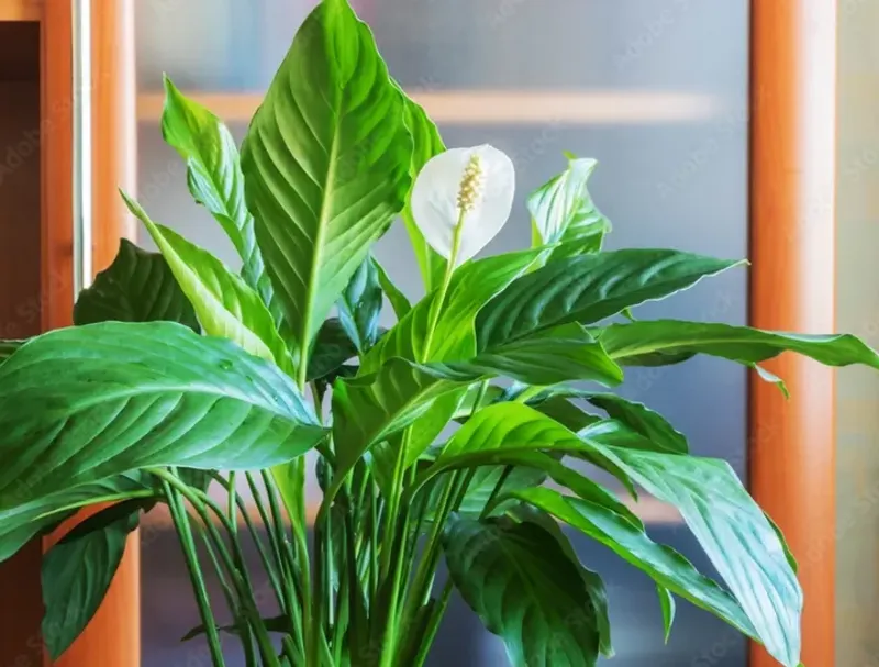 Peace Lily (Spathiphyllum)