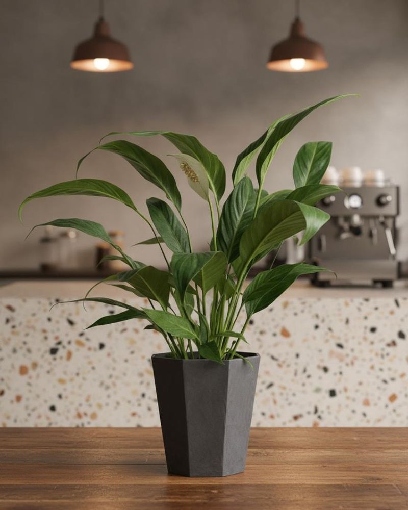 Peace Lily For Stress Relief And Fresh Air