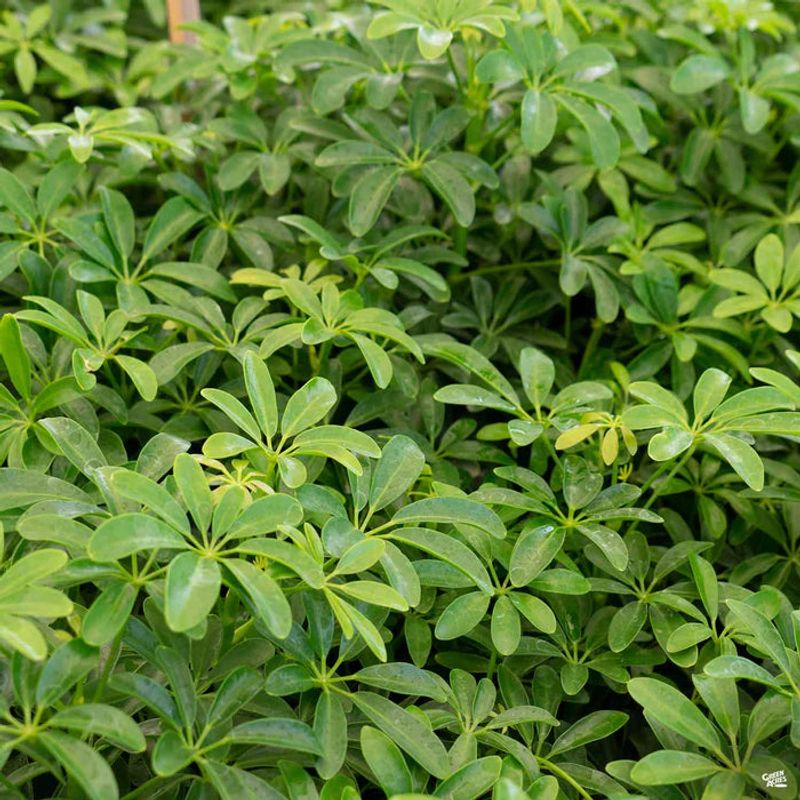 Dwarf Schefflera For Full, Lush Greenery