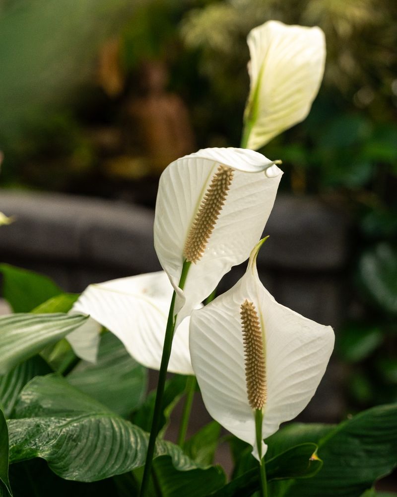 Peace Lily For Moist Oregon Air