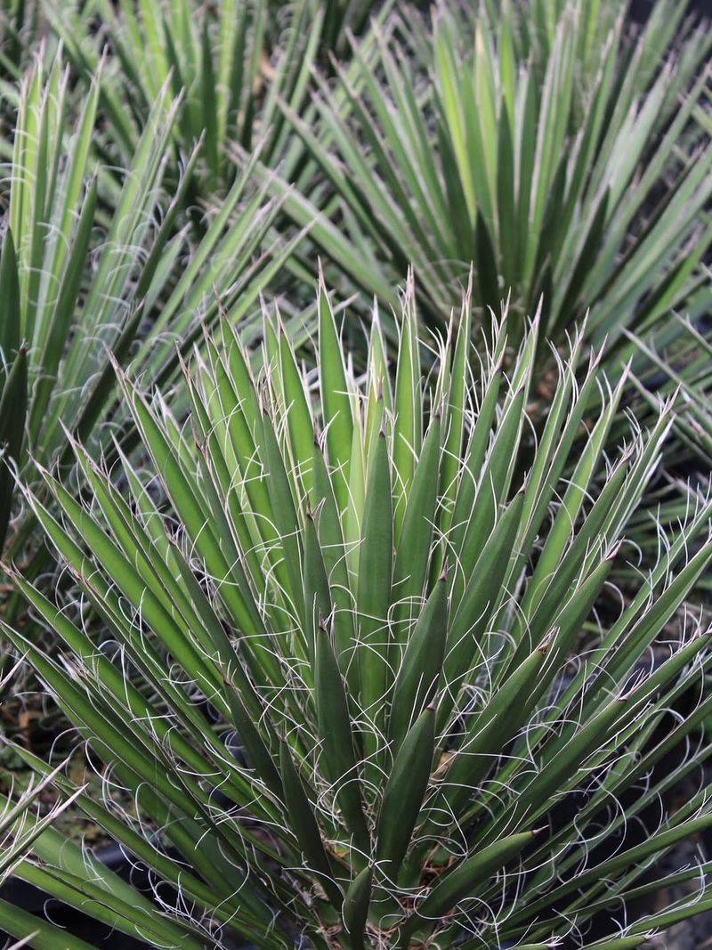 Yucca For Strong Vertical Drama