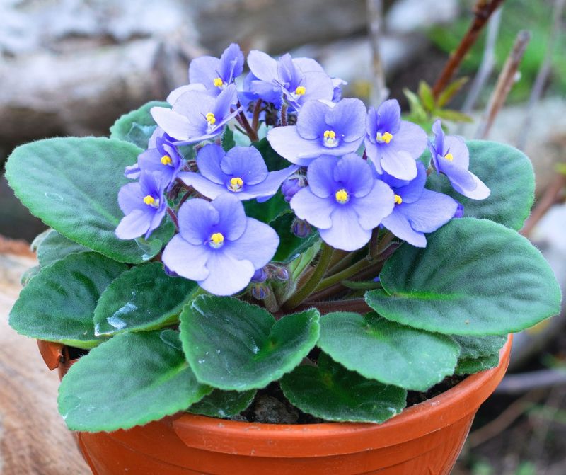 African Violet From A Single Leaf