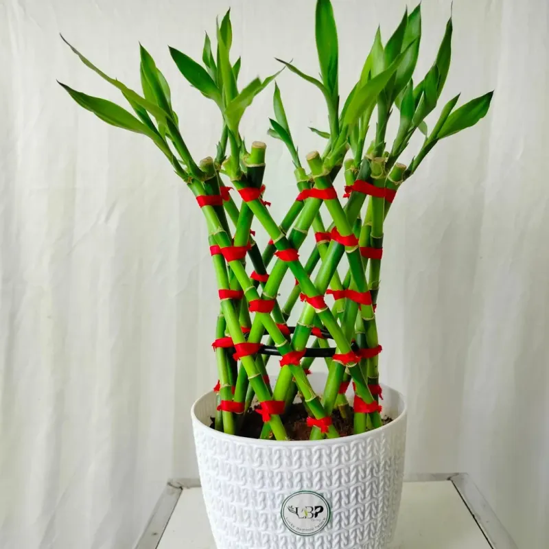 Bamboo (Lucky Bamboo)