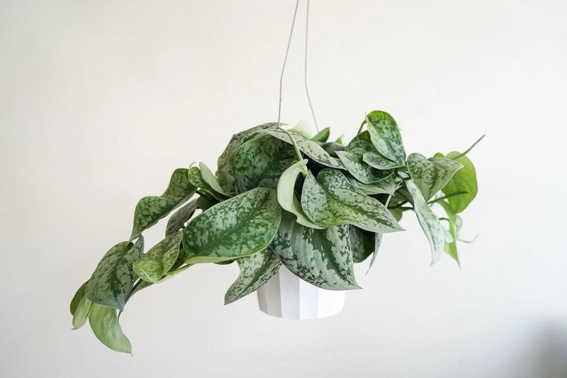 Pothos Vine Spreads Abundance And Joyful Energy