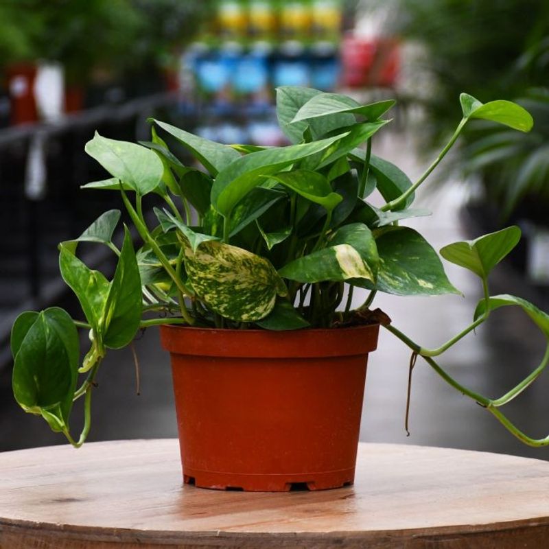 Pothos (Epipremnum aureum)