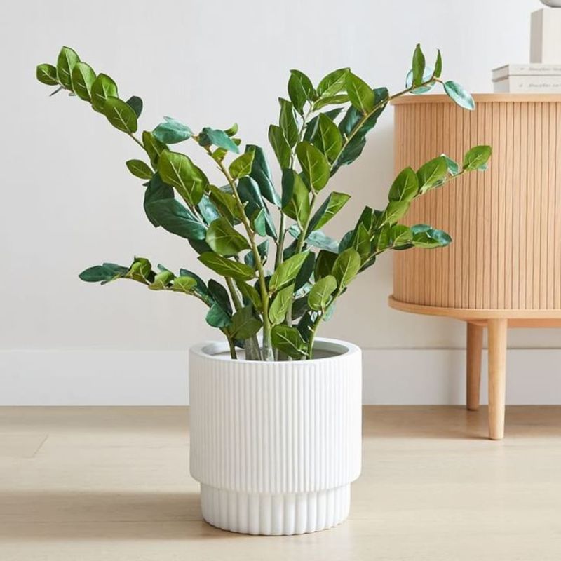 ZZ Plant (Zamioculcas Zamiifolia)
