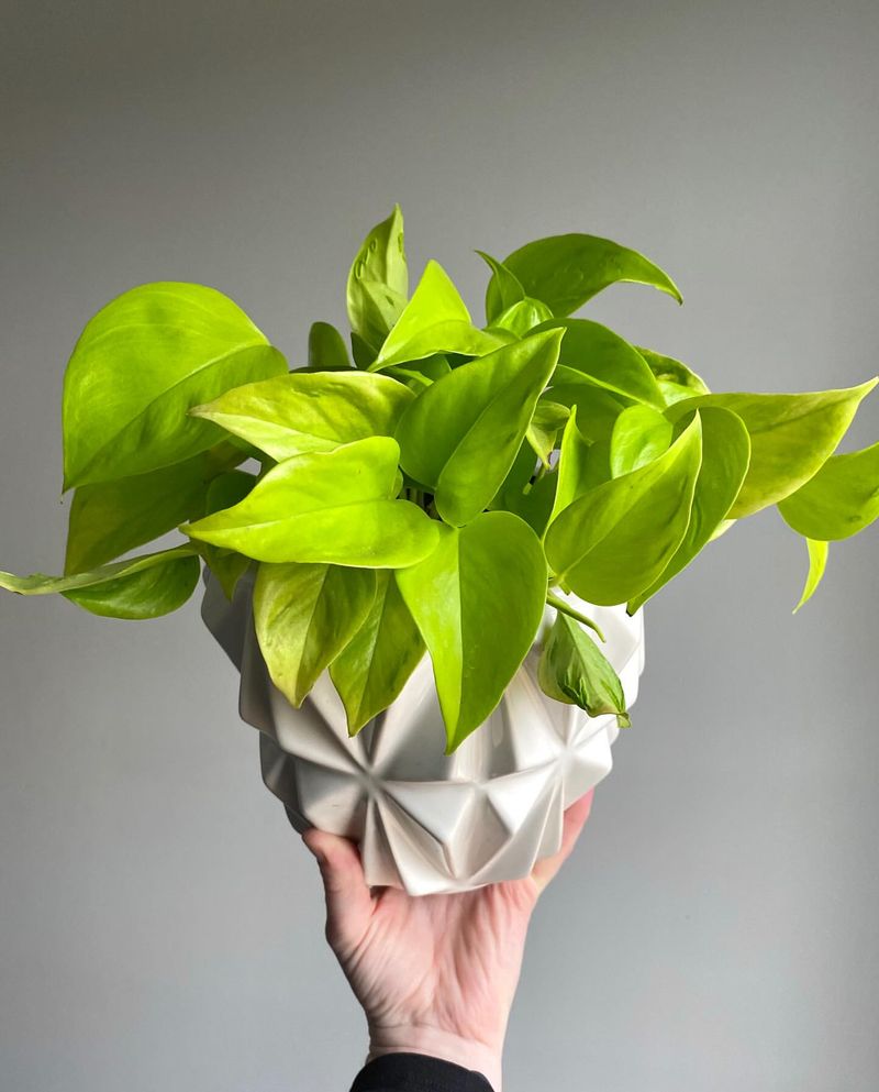 Pothos That Causes Mouth And Stomach Irritation