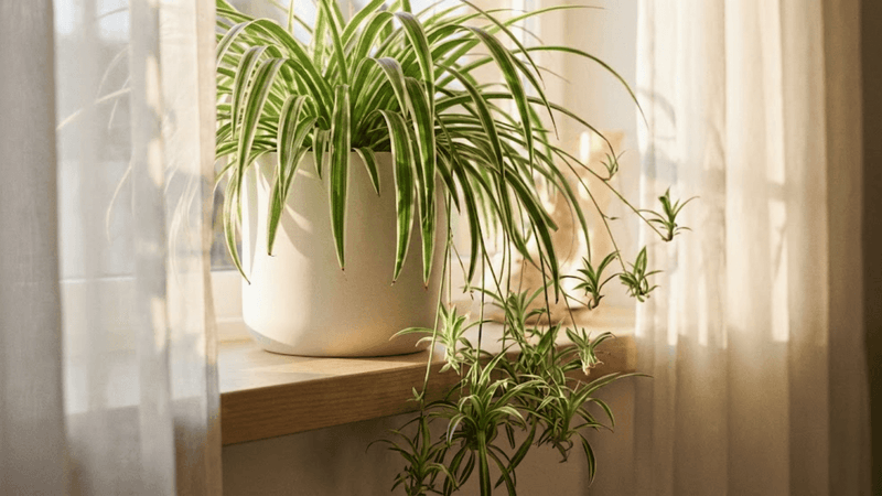 Spider Plant