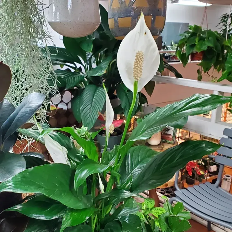 Peace Lily