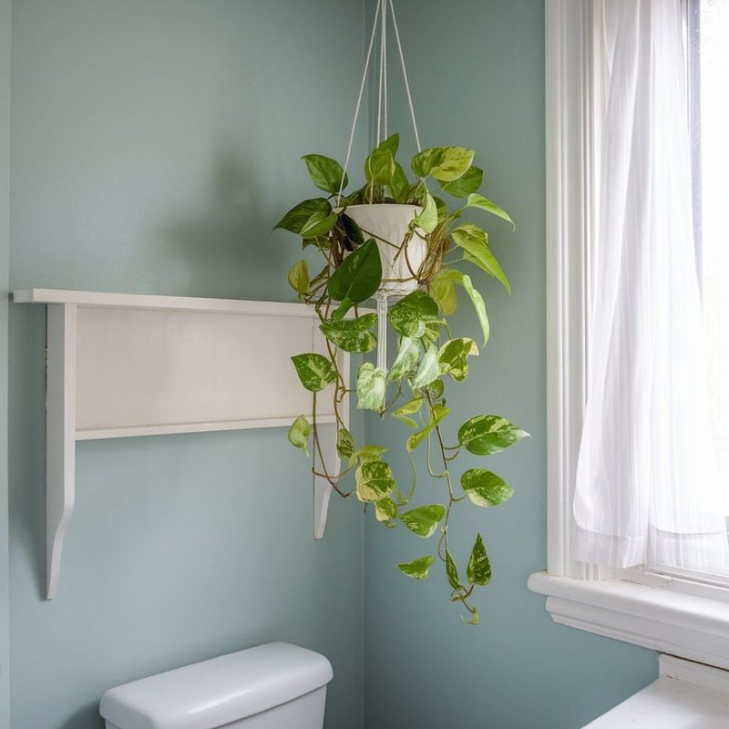 Pothos Plants That Cause Mouth And Stomach Irritation