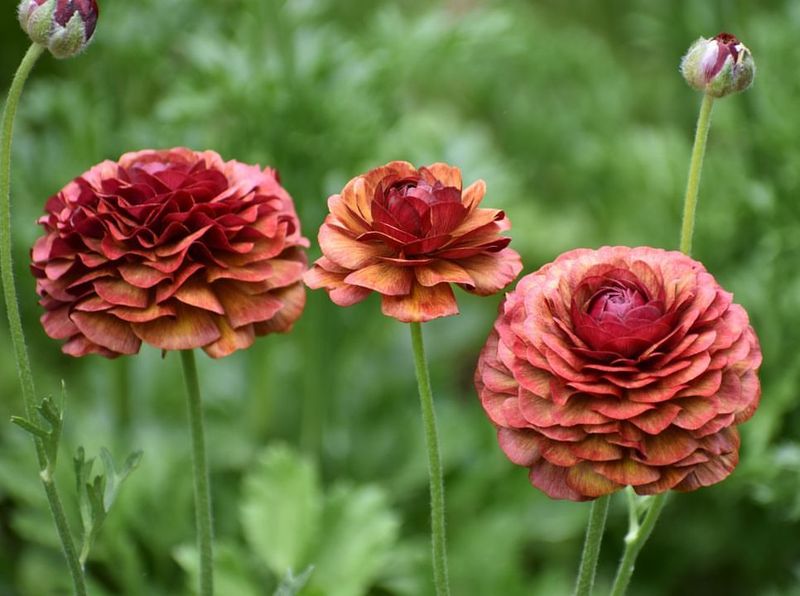 Ranunculus