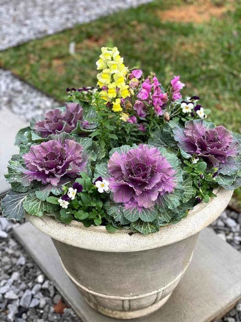 Ornamental Kale