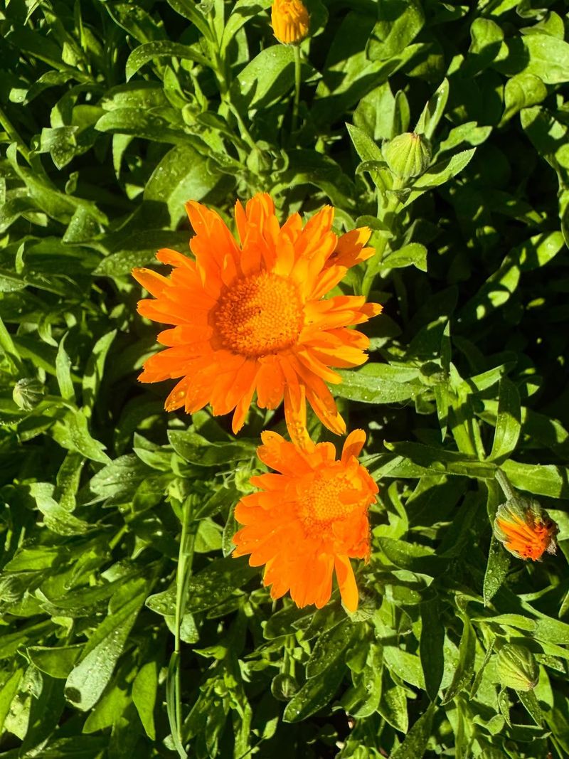 Calendula