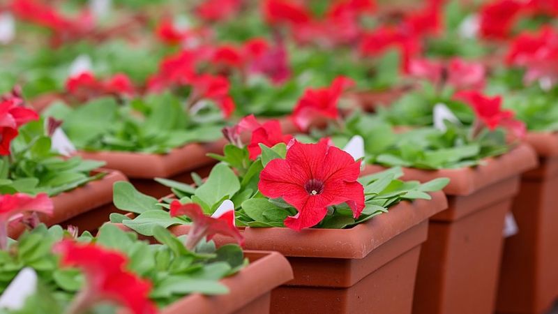 Petunias