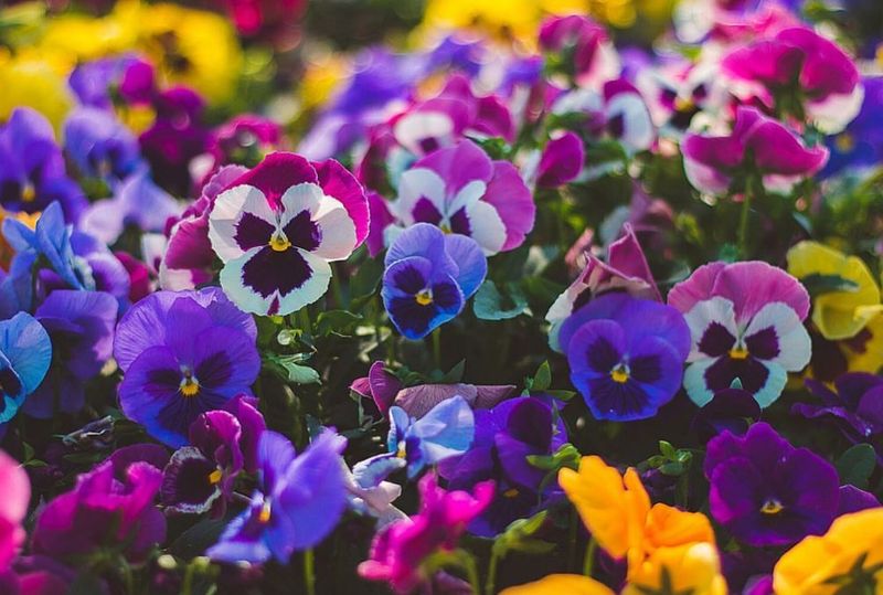 Pansies