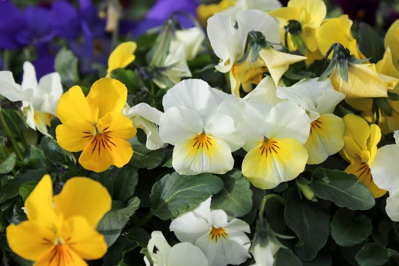 Pansies