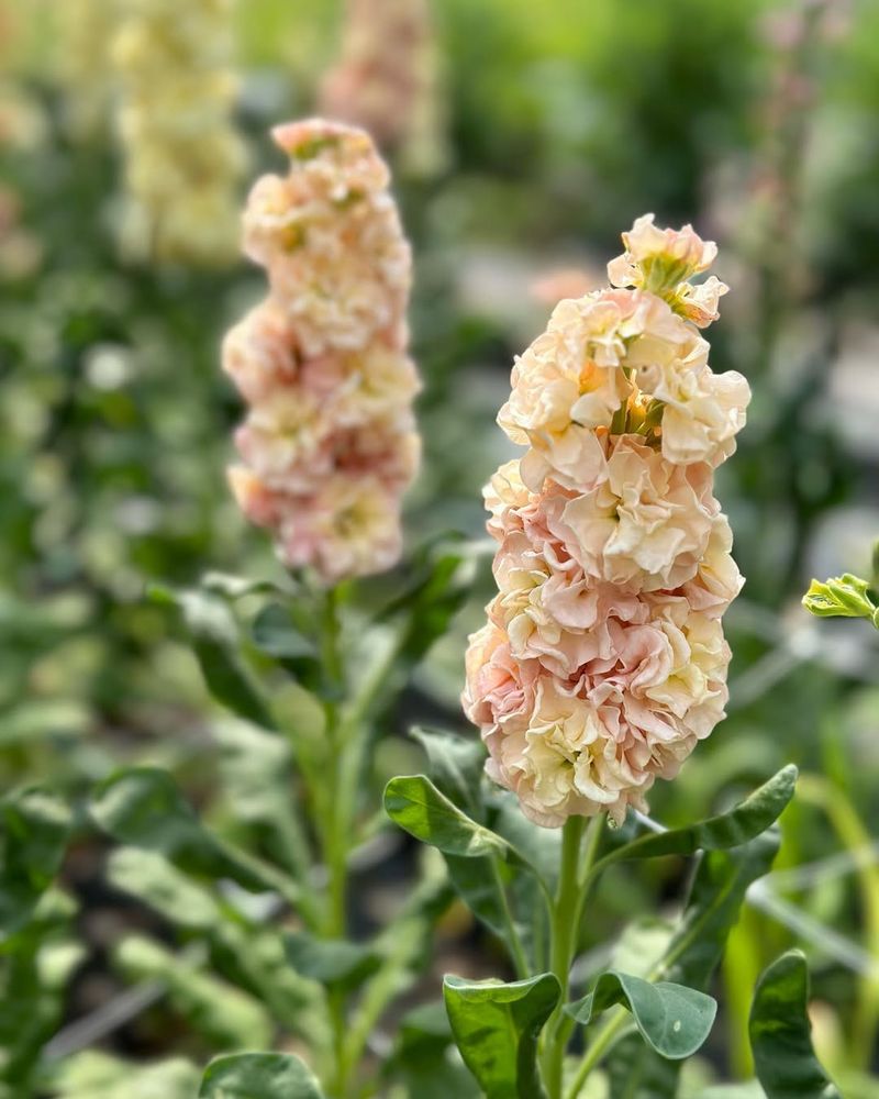 Stock (Matthiola incana)