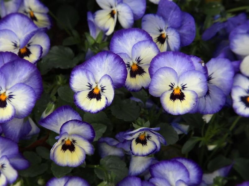 Pansies That Laugh At Cold Weather