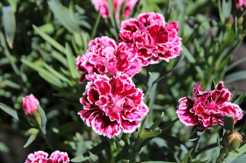 Dianthus