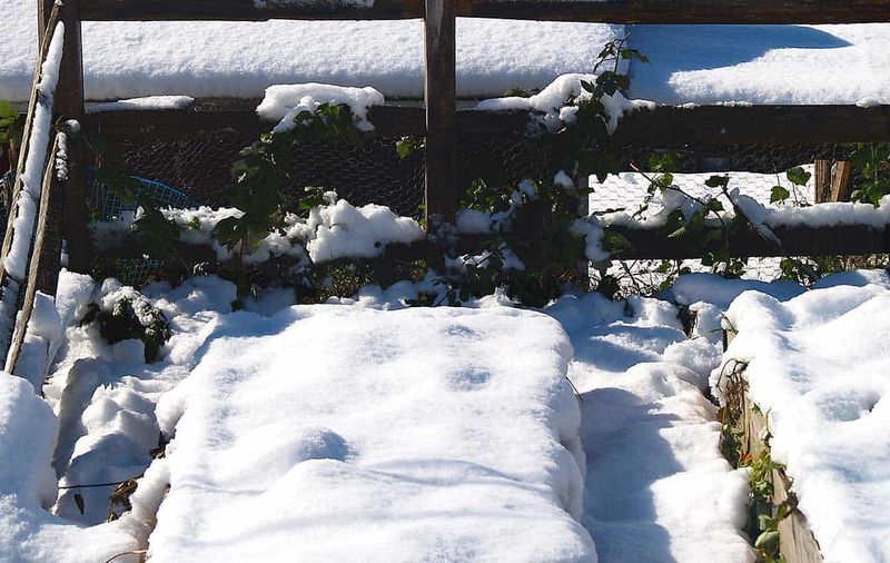 Snow Prevents Freeze-And-Thaw Damage