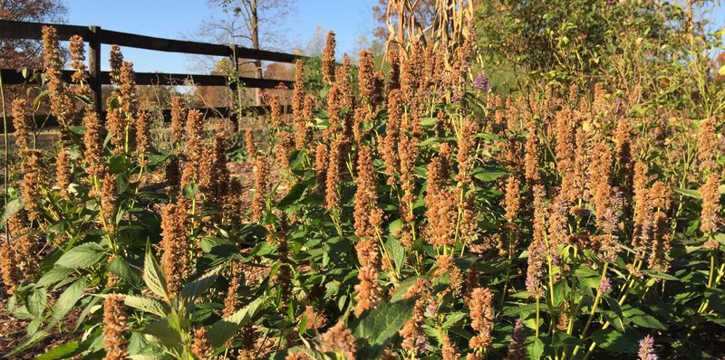 Uncut Perennials Protect Beneficial Insects