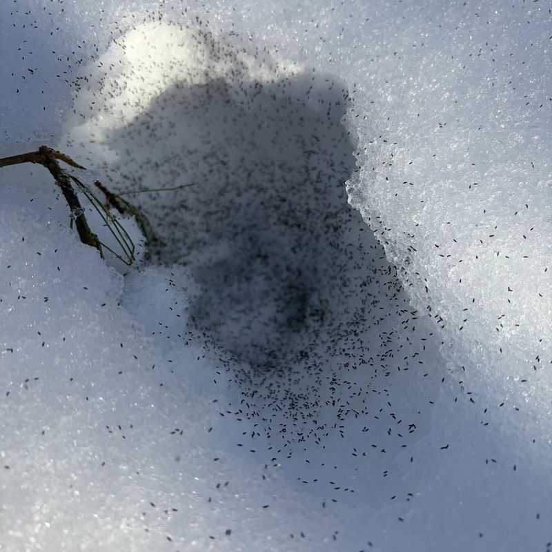 Their Dark Color Helps Them Absorb Heat From Sunlight