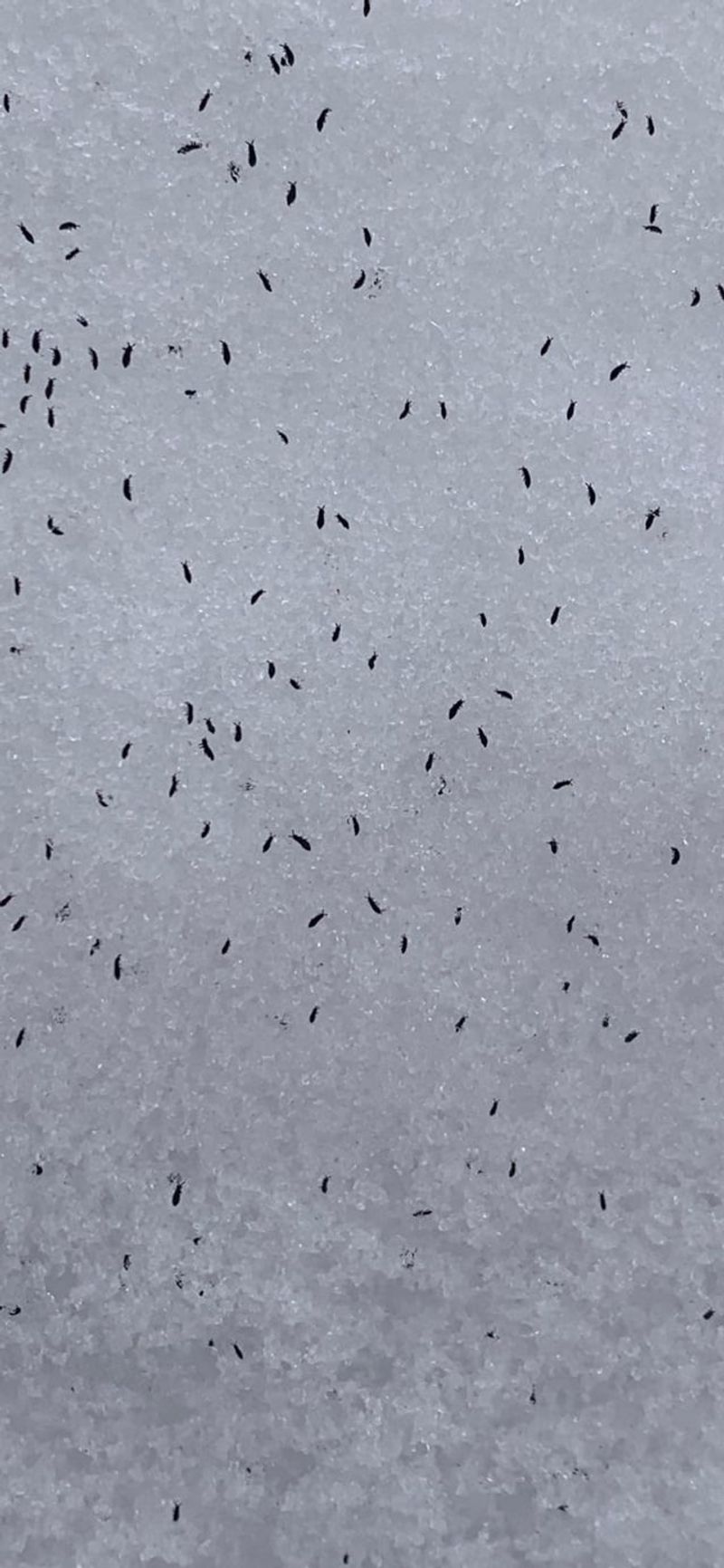 Massive Clusters Of Snow Fleas Can Appear Suddenly