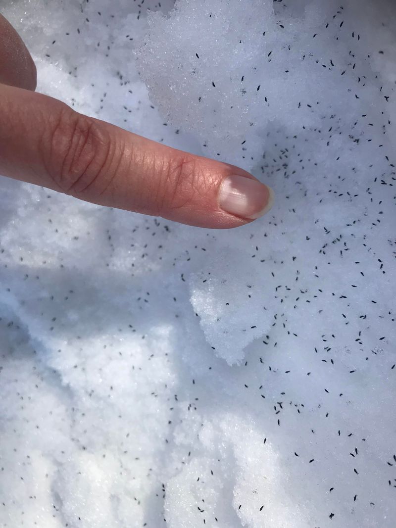 Spotting Snow Fleas Indicates Healthy Soil Conditions