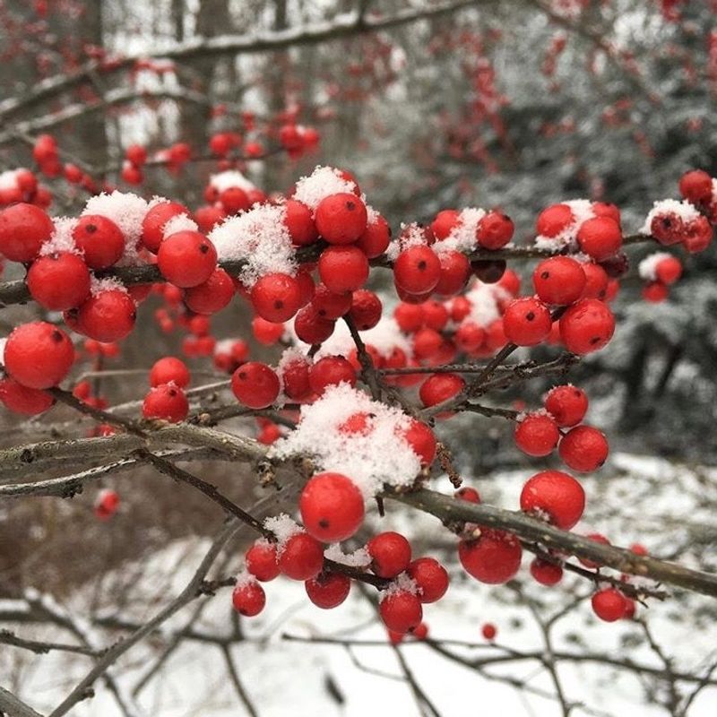 Snow Reduces Winter Sunburn On Plants