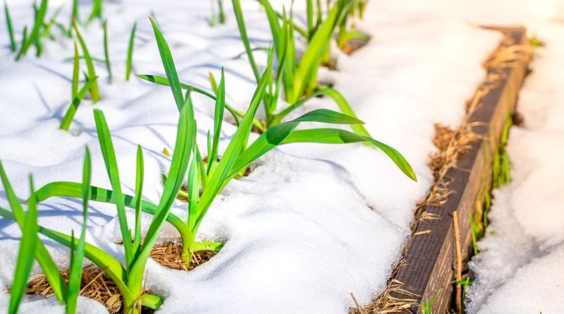 Snow Shields Bulbs From Extreme Cold