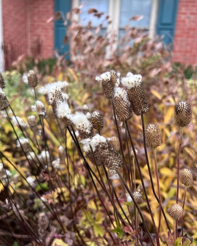 Self-Seeding Creates Unexpected Garden Changes